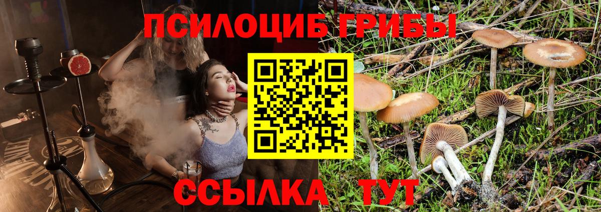 Псилоцибиновые грибы Psilocybe Усть-Джегута